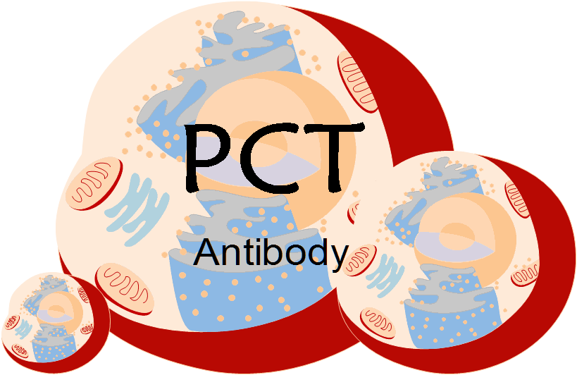 Mouse Anti-human Procalcitonin(PCT) Monoclonal Antibody